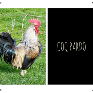 Plumes de Coq Pardo