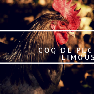 Plumes de Coq Limousin