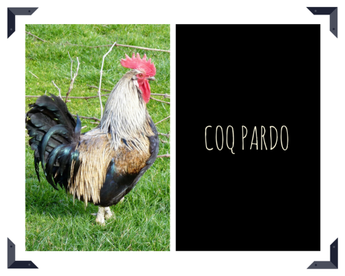 Coq Pardo